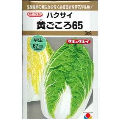 画像1: 送料無料　[白菜]　黄ごころ65　5ml　タキイ種苗(株)