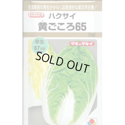 画像1: [白菜]　黄ごころ65　5ml　タキイ種苗（株）