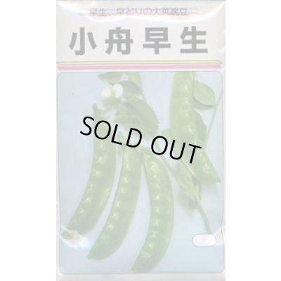 画像1: 送料無料　[えんどう]　小舟早生　25ml　渡辺農事（株）