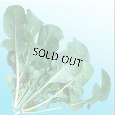 画像4: 送料無料　二コル　ルッコラ　1L　渡辺農事（株）