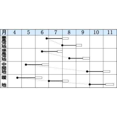 画像2: 送料無料　[中国野菜]　チンゲンサイ　長陽　2.7ml　タキイ種苗(株)　GF