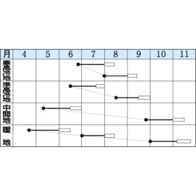 画像2: [中国野菜]　チンゲンサイ　長陽　20ml　タキイ種苗（株）