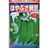 [えんどう]　はやぶさ　(きぬさや)　1L　渡辺農事（株）