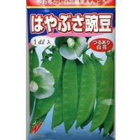 [えんどう]　はやぶさ　(きぬさや)　1L　渡辺農事（株）