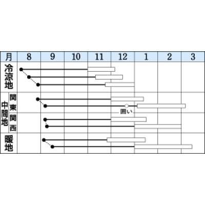 画像2: 送料無料　[白菜]　冬峠　2.2ml（約380粒）　タキイ種苗(株)　DF