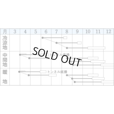 画像2: [白菜]　耐病六十日　2.2ｍｌ　タキイ種苗（株）　DF