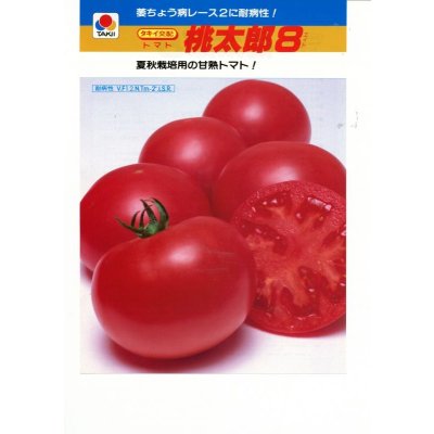 画像3: 送料無料　[トマト/桃太郎系]　桃太郎8　1000粒　貴種(コートしてません)　タキイ種苗(株)