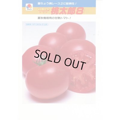 画像3: 送料無料　[トマト/桃太郎系]　桃太郎8　1000粒　貴種(コートしてません)　タキイ種苗(株)