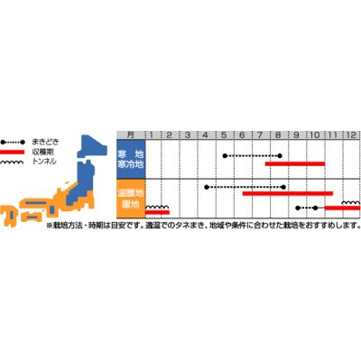 画像2: [ハーブの種]　パクチー　約250粒　サカタのタネ　実咲