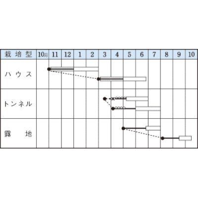 画像2: [いんげん]　つるあり　スラットワンダー　1L　タキイ種苗