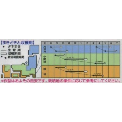画像3: 送料無料　[かぶ]　CRゆきばな　3ml　タキイ種苗(株)　RF