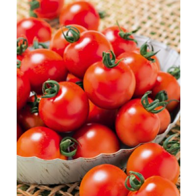 画像5: 送料無料　[トマト/ミニトマト]　千果99　1000粒　タキイ種苗(株)