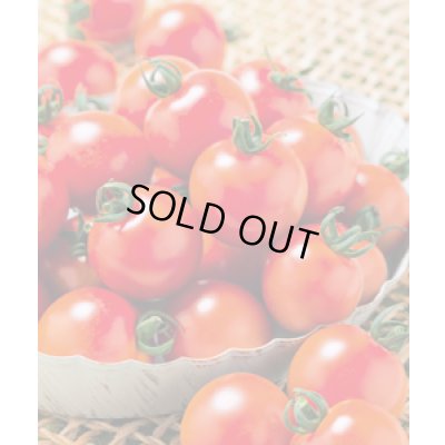 画像5: 送料無料　[トマト/ミニトマト]　千果99　12粒　タキイ種苗(株)　DF