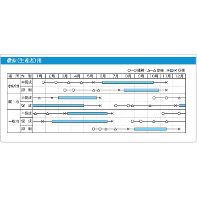 画像4: [トマト/マウロの地中海トマト]　アマルフィの誘惑　8粒