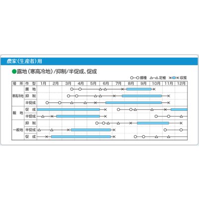 画像8: 送料無料　[ミニトマト]　ロッソナポリタン　100粒　サナテックシード（株）