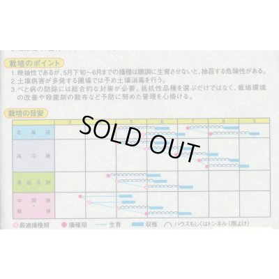 画像4: [ほうれんそう]　ほうれんそう　アーバイン　Mサイズ3万粒　渡辺農事(株)