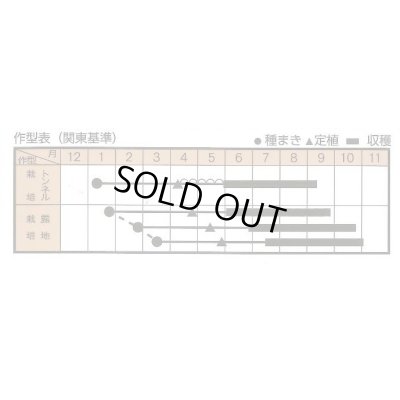 画像2: 送料無料　[なす]　とろーり旨なす(揚げてトルコ)　20粒　トキタ種苗(株)