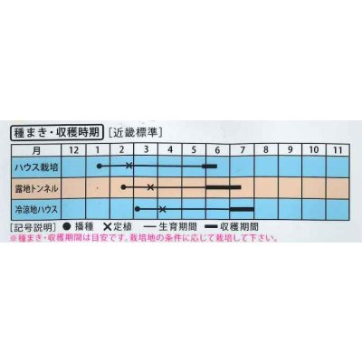 画像4: 送料無料　[メロン]　ハスキー　7粒　（株）大和農園