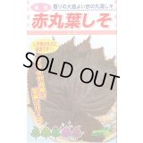 送料無料　[葉物]　赤しそ　赤丸葉しそ　5ml　松永種苗(株)