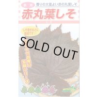 送料無料　[葉物]　赤しそ　赤丸葉しそ　5ml　松永種苗(株)