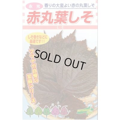 画像1: 送料無料　赤しそ　赤丸葉しそ　5ml　松永種苗(株)