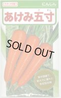 [人参]　あけみ五寸　2dl貴種(コートしてません)　カネコ交配