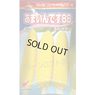 画像1: 送料無料　[とうもろこし]　あまいんです88　200粒　渡辺農事(株)