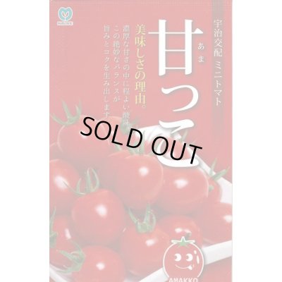 画像1: 送料無料　[トマト/ミニトマト]　甘っこ　★500粒　 丸種（株）