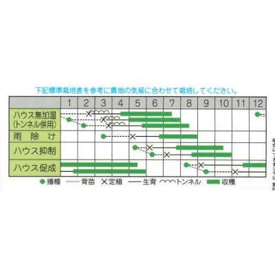 画像2: [トマト/ミニトマト]　甘っこ　20粒　宇治交配