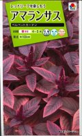 送料無料　花の種　アマランサス　ベルベットカーテン　小袋　タキイ種苗(株)
