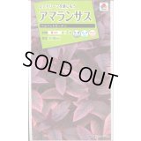送料無料　花の種　アマランサス　ベルベットカーテン　小袋　タキイ種苗(株)NL200