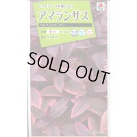 送料無料　花の種　アマランサス　ベルベットカーテン　小袋　タキイ種苗(株)NL200