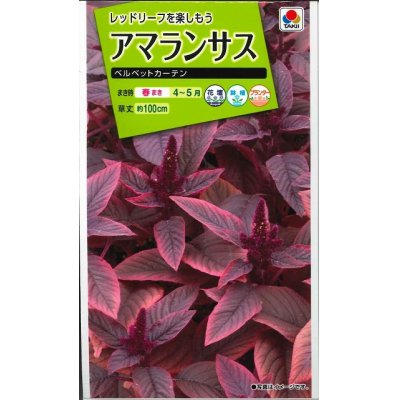 画像1: 花の種　アマランサス　ベルベットカーテン　小袋　タキイ種苗（株）