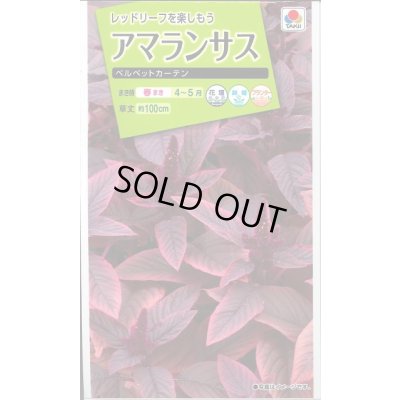 画像1: 送料無料　花の種　アマランサス　ベルベットカーテン　小袋　タキイ種苗(株)NL200