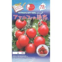 送料無料　[トマト/マウロの地中海トマト]　アマルフィの誘惑　8粒　サナテックシード（株）
