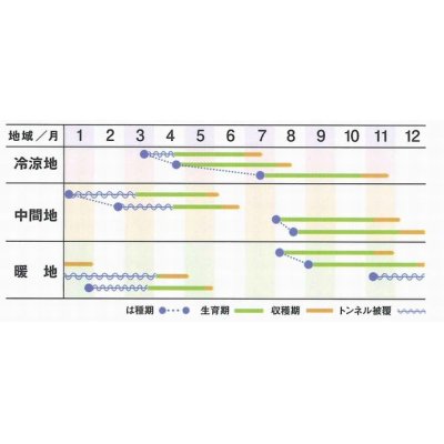 画像2: [シーダー種子]　人参　アロマレッド　 1粒×6cm間隔