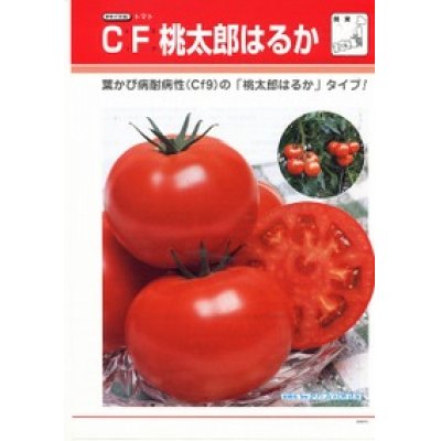 画像3: [トマト/桃太郎系]　送料無料！　送料無料！　ＣＦ桃太郎はるか　1000粒　タキイ種苗（株）