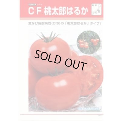 画像3: 送料無料　[トマト/桃太郎系]　ＣＦ桃太郎はるか　16粒　タキイ種苗(株)　DF