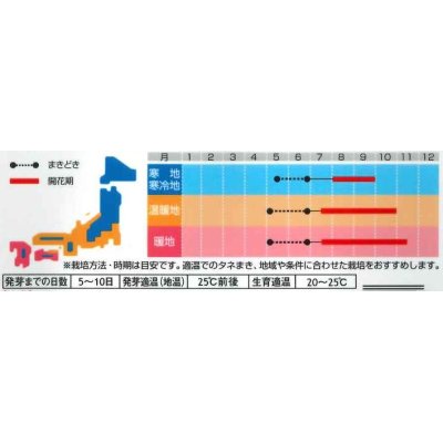 画像2: 花の種　朝顔　浜の混合　約8粒　サカタのタネ（株）実咲200