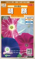 送料無料　花の種　朝顔　浜の混合　約8粒　(株)サカタのタネ　　実咲200（026305）