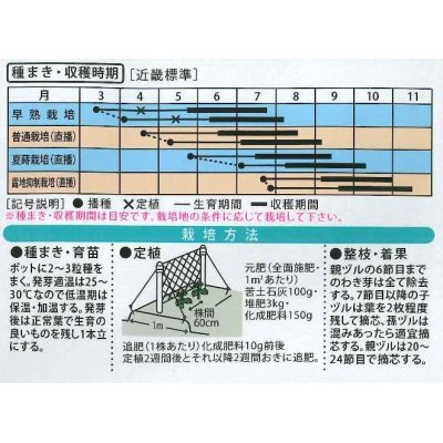 画像2: [キュウリ]　あずま３号　10ml　大和農園