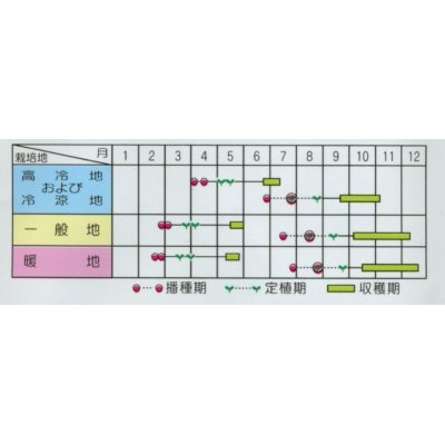 画像3: [シーダー種子]　にんじん　べによし五寸　1粒×6cm間隔