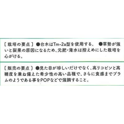 画像4: [トマト/ミニトマト]　送料無料！　ブラッディタイガー　1000粒　　パイオニアエコサイエ ンス　