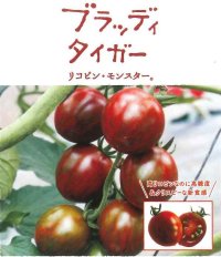 [トマト/ミニトマト]　ブラッディタイガー　100粒　パイオニアエコサイエ ンス