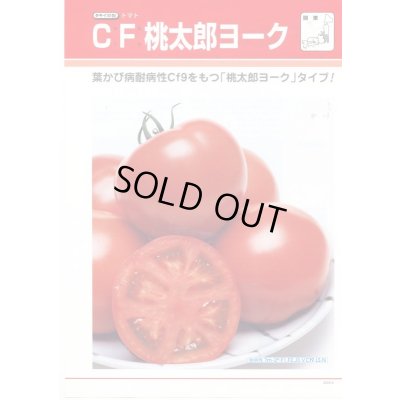 画像3: 送料無料　[トマト/桃太郎系]　CF桃太郎ヨーク　1000粒　貴種(コートしてません)　タキイ種苗(株)