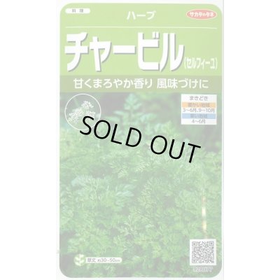 画像1: [ハーブの種] チャービル(セルフィーユ) 約800粒 (株)サカタのタネ 実咲250(003184)
