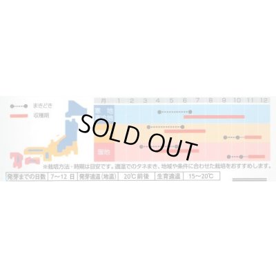 画像3: [ハーブの種] チャービル(セルフィーユ) 約800粒 (株)サカタのタネ 実咲250(003184)