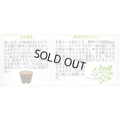 画像2: [ハーブの種] チャービル(セルフィーユ) 約800粒 (株)サカタのタネ 実咲250(003184)