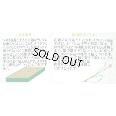画像2: [ハーブの種] チャイブ 約250粒 (株)サカタのタネ 実咲250(003185)