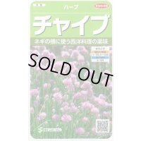 送料無料　[ハーブの種]　チャイブ　約250粒　(株)サカタのタネ　実咲（003185）